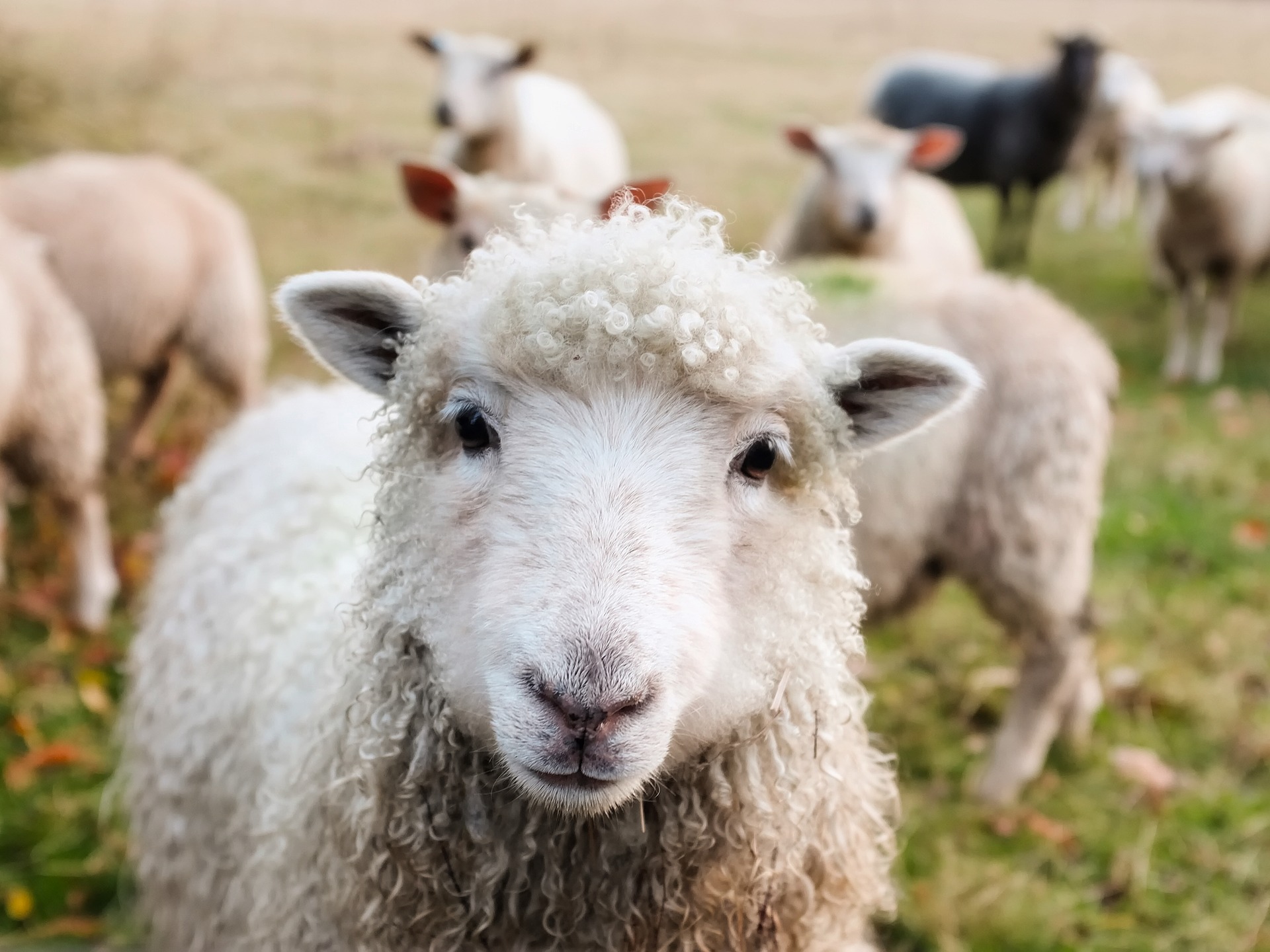 Maryanne Jones capaciteit Laag Aflammerperiode schapen | optimale tips – DAP Van Waard tot Klif